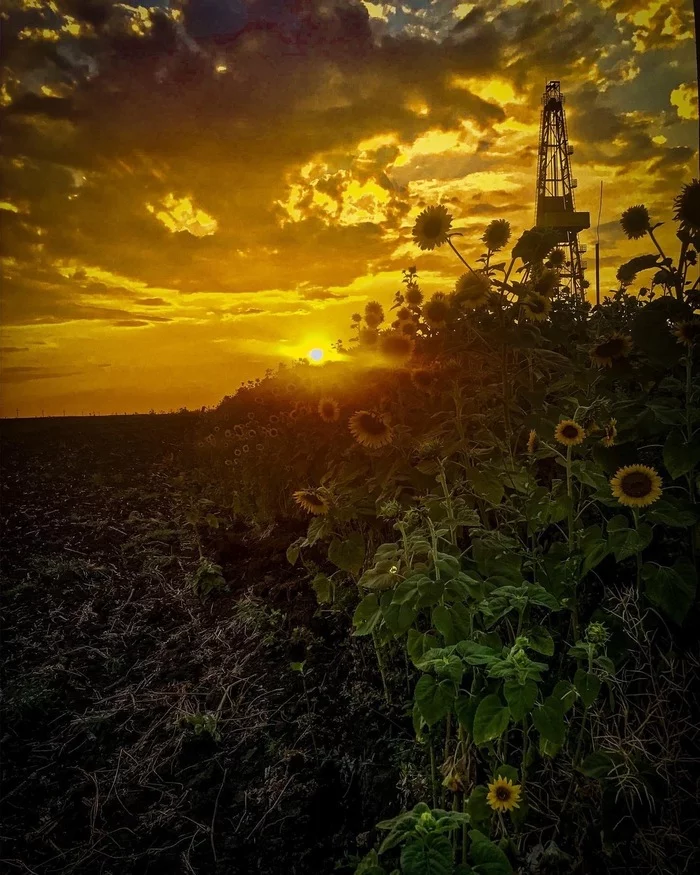 A little summer mood - The photo, Sunflower, Summer, Oil rig, Drilling