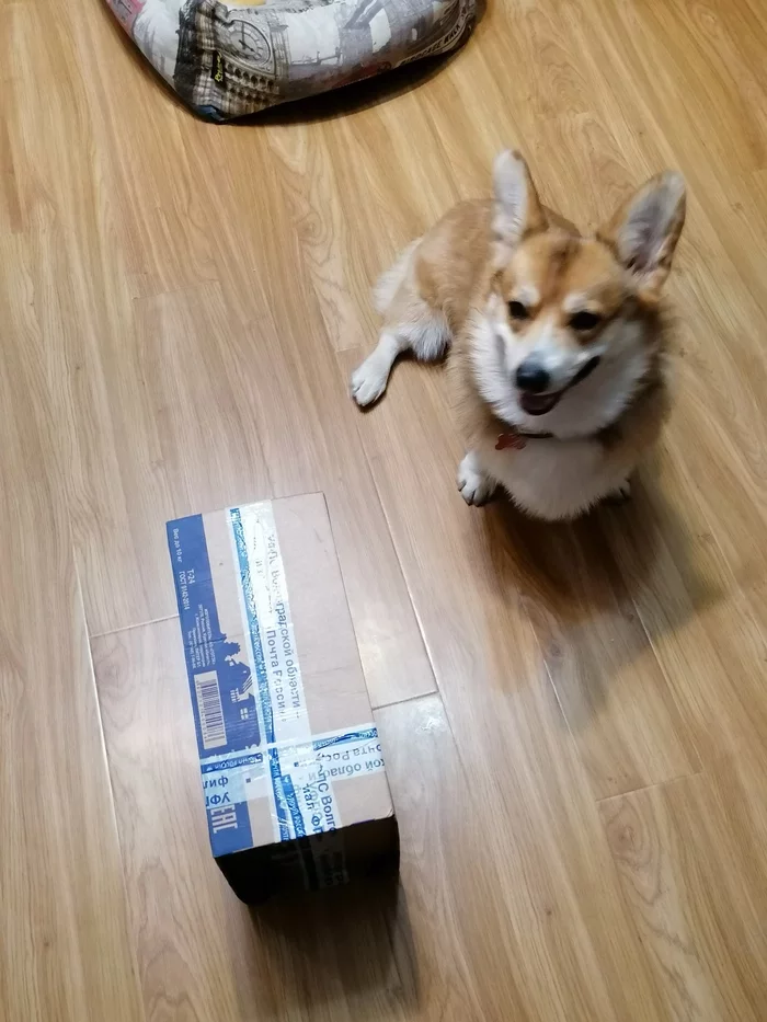 Book turn 2.0 Volzhsky-Moscow - My, Gift exchange, Gift exchange report, Longpost, Dog