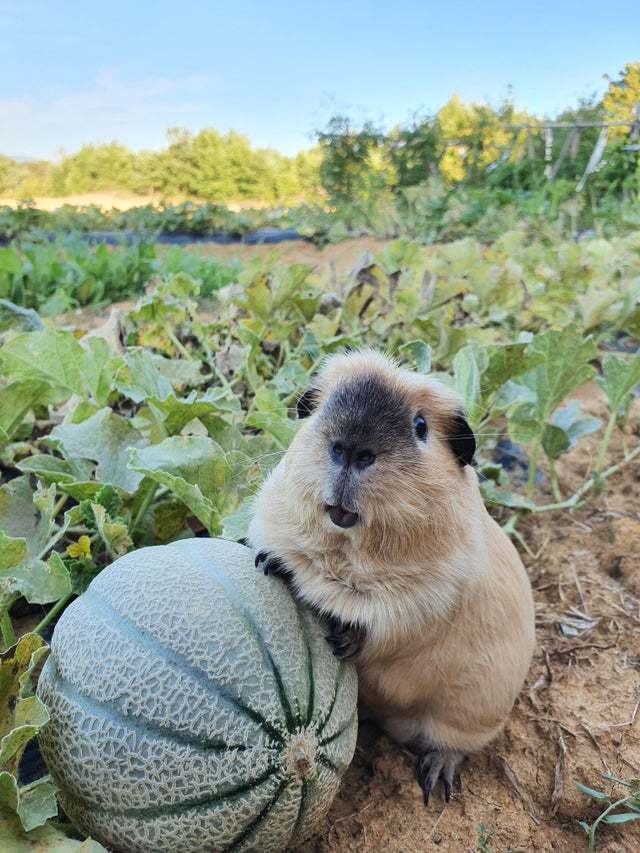 Farmer at work - Animals, Guinea pig, Milota