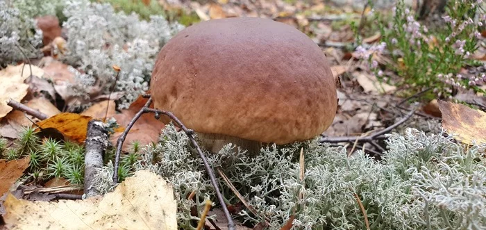 Got out into the forest #5 - My, Mushrooms, Forest, Porcini, Boletus, Video, Longpost, Vladimir region, The photo