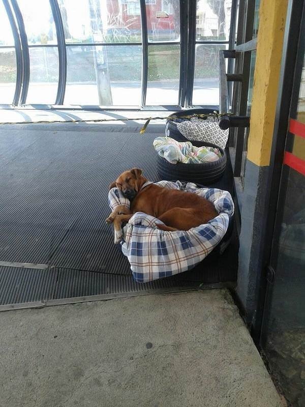 Post of cuteness and kindness) - Brazil, Tires, Dog, Heat, Longpost, Kindness