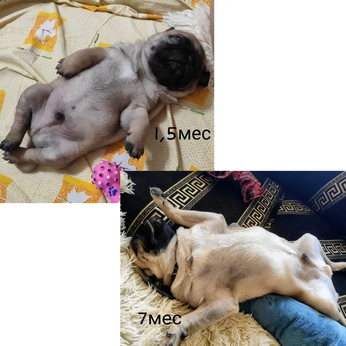 Habits don't change - My, Pug, Pets, Dog