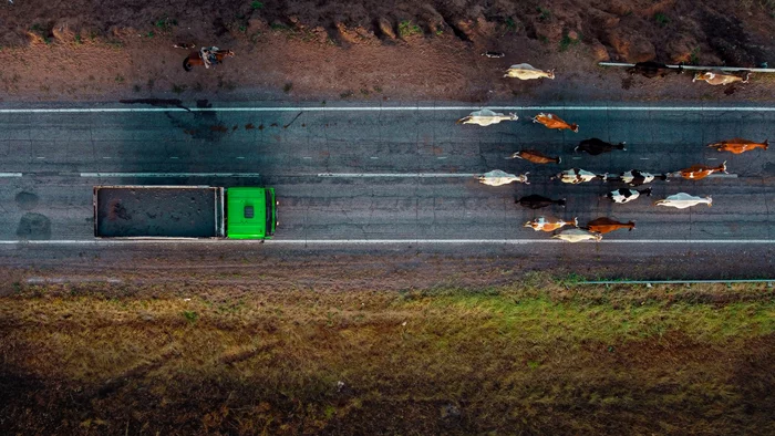 Driving cows - My, Aerial photography, Cow, DJI Mavic, Lightroom, Quadcopter