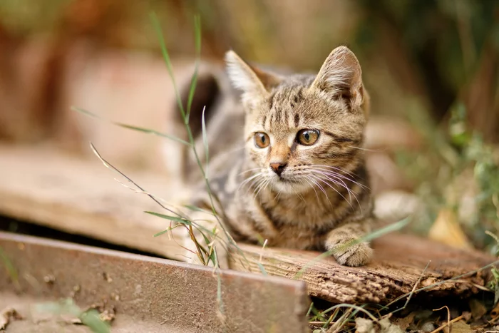 Photo shoot for a village cat - My, cat, Nature, The photo, Animals, Pets, Kittens, Canon, PHOTOSESSION, , Village, 85mm, Longpost