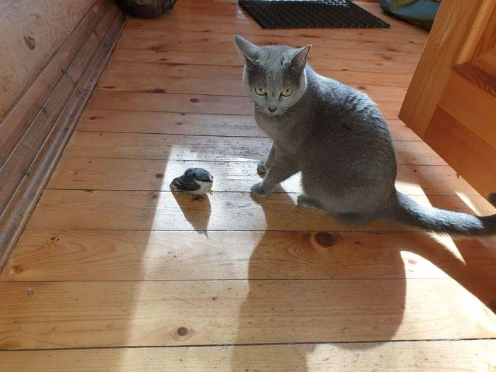 Production - My, cat, Birds, Hunting, Mining, Russian blue, Longpost