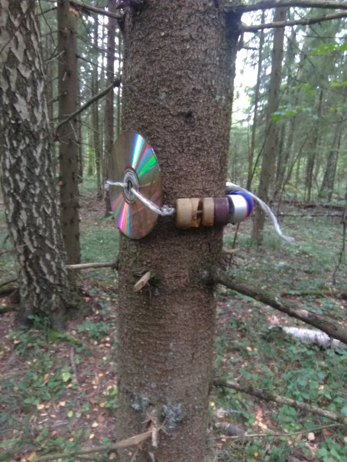 Markers in the forest, benches in the forest, St. Petelino, Sushkinskaya Bell, for example - My, Forest, Benches, Longpost