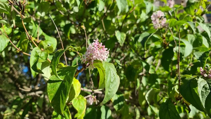 Just a lilac blooming in September - My, Lilac, Autumn