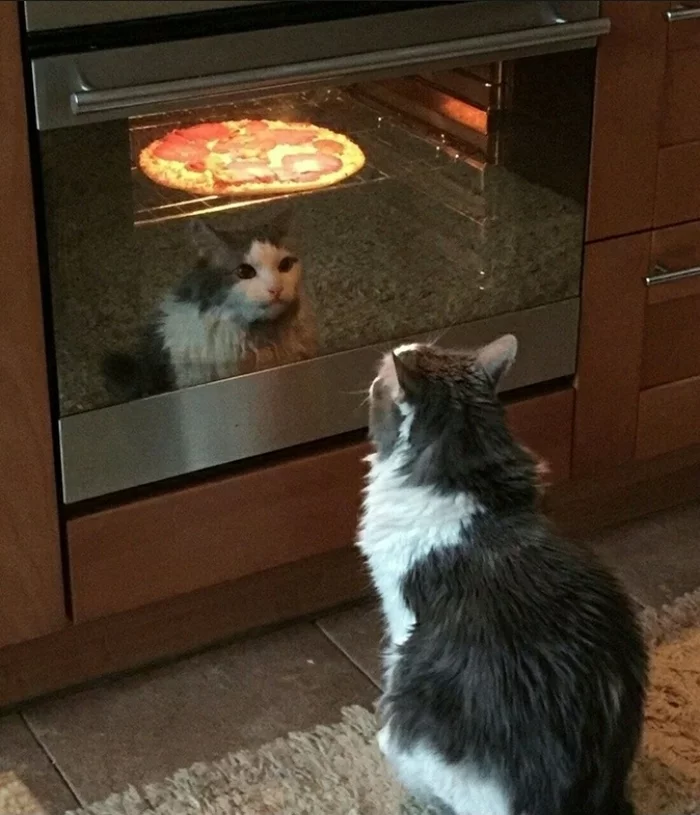 How much longer?) - cat, Pizza, Oven, The photo, Animals