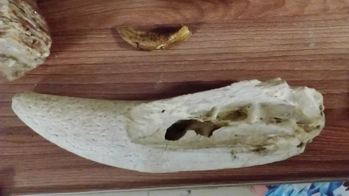 Help identify - what is this fang / tusk / horn? - My, Fossil, Mammoth tusks, Help me find, Mammoth bone, Fangs