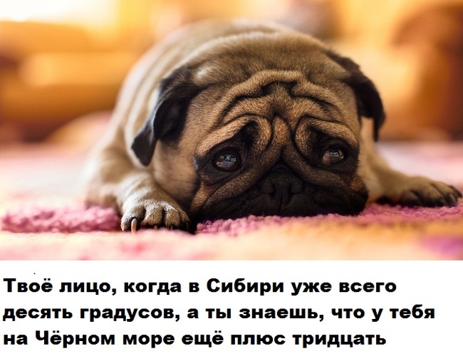 In dreams of the Black Sea :) - Humor, Dog