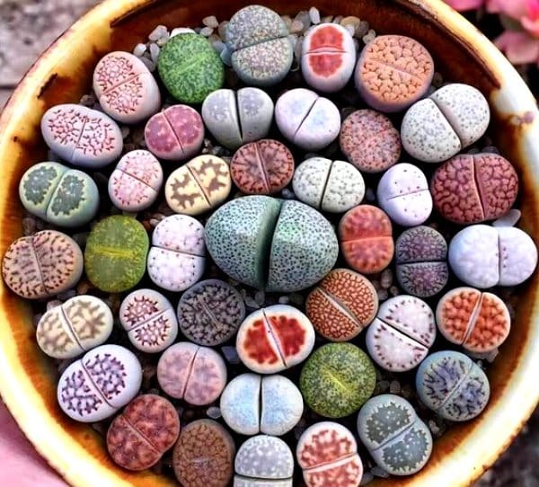 Lithops or living stones - Succulents, Lithops, Plants, Amazing, Longpost