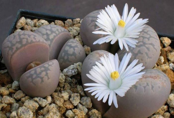 Lithops or living stones - Succulents, Lithops, Plants, Amazing, Longpost