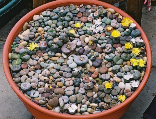 Lithops or living stones - Succulents, Lithops, Plants, Amazing, Longpost