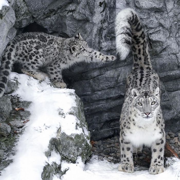 Barsovy Kus - Snow Leopard, Big cats, Young, Tail, Kus, The photo, Zoo, Milota, , Animals, Video, Longpost