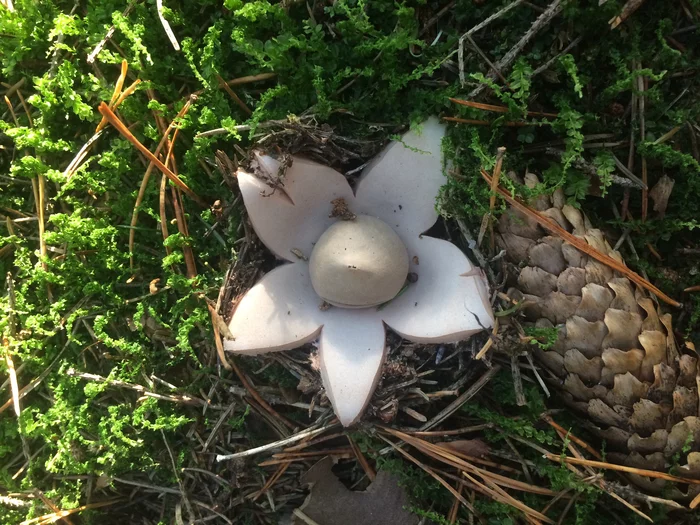 Wonderful miracle, wonderful miracle - My, Mushrooms, Minsk, Autumn, Miracle, Star, Forest