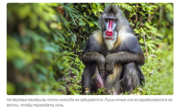 Mandrill: Fierce gopniks from the jungle. The Lion King's Monkey will no longer seem like a kindly sage - Mandrill, Animals, Yandex Zen, Longpost