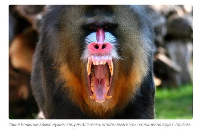 Mandrill: Fierce gopniks from the jungle. The Lion King's Monkey will no longer seem like a kindly sage - Mandrill, Animals, Yandex Zen, Longpost