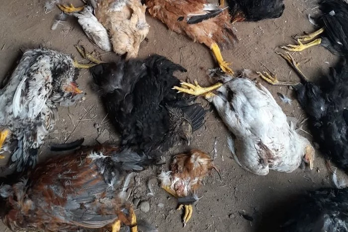 In Astrakhan, stray dogs committed chicken genocide - Astrakhan, South Wave, news, Negative, Longpost, Dog, Hen, Stray dogs