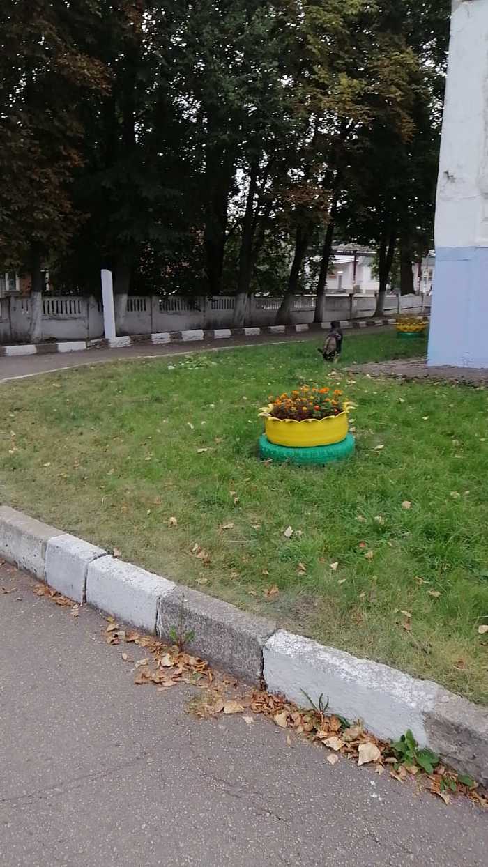 Собаки в детском саду! - Моё, Без рейтинга, Бродячие собаки, Длиннопост, Помощь, Детский сад, Тульская область, Донской