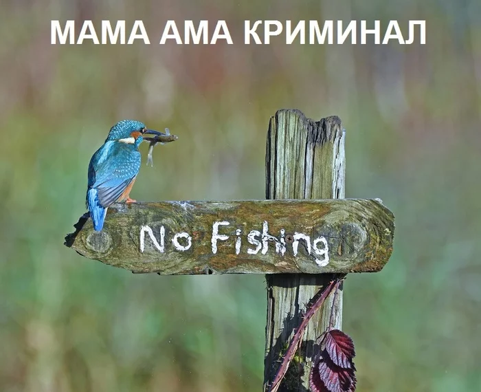 Mom ama crime - Birds, Indifference, Crime, Humor