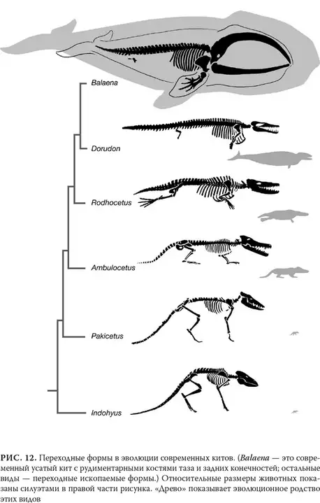 Why evolution is a fact - Evolution, Biology, The science, Animals, Anthropogenesis, Origin of Species, Antelope, Nauchpop, Longpost