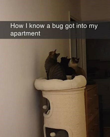 How do I know that there is a bug in my apartment? - cat, Жуки