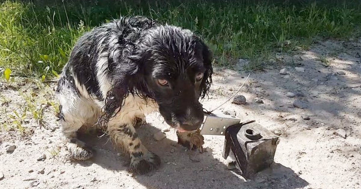 Found dog. Спасение животных с дороги. Пропала собака Липецк. Собака вздрогнувшая и разбуженная.