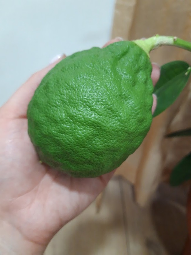 Lemon - My, Lemon, Houseplants, Citrus, Longpost