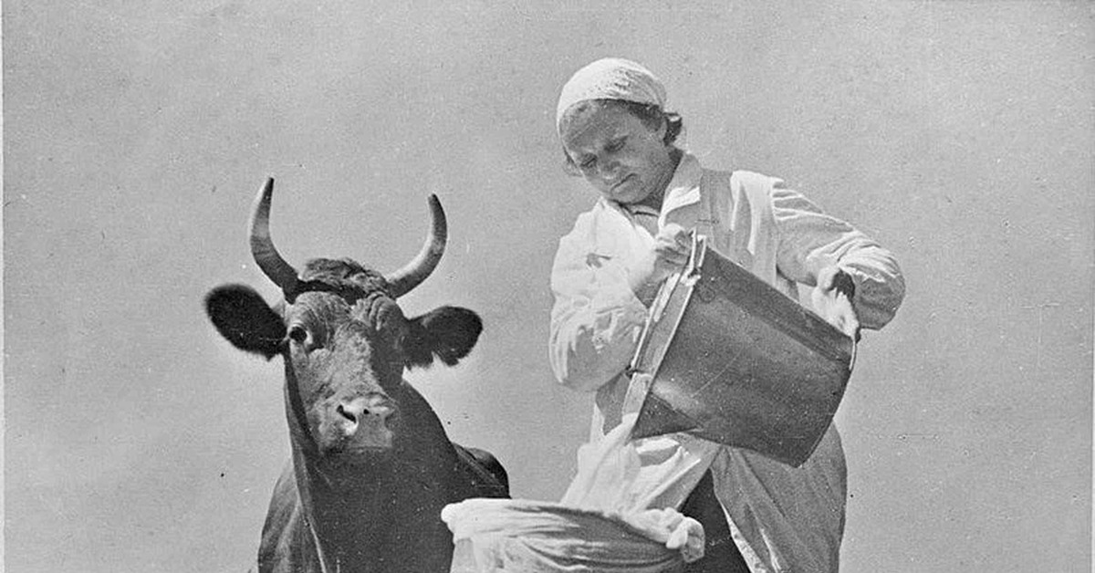 Why did cows have low milk yields in villages in the USSR? - 