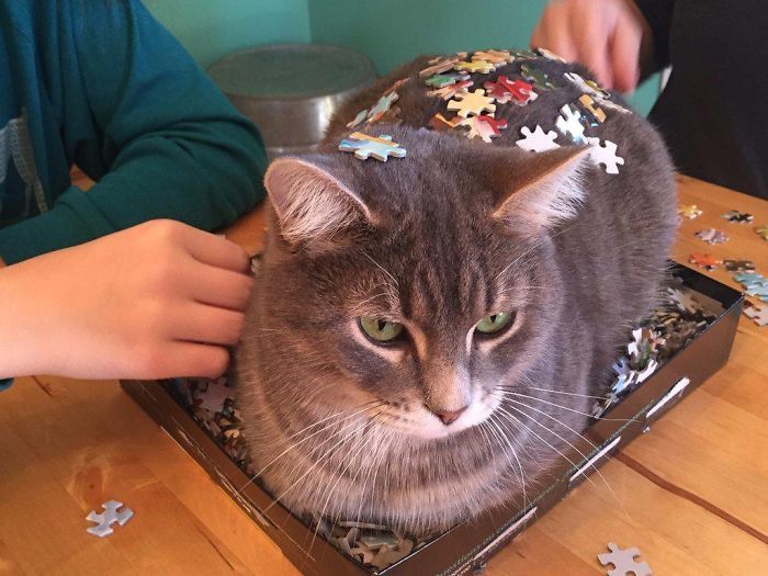 Cats and puzzles - cat, Puzzle, Humor, Pests, Longpost