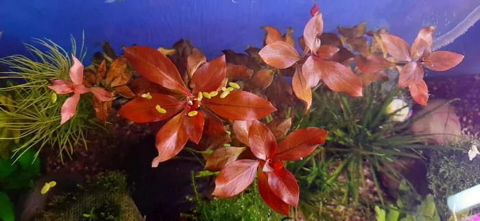 Ludwigia - My, Aquarium plants, Red, beauty