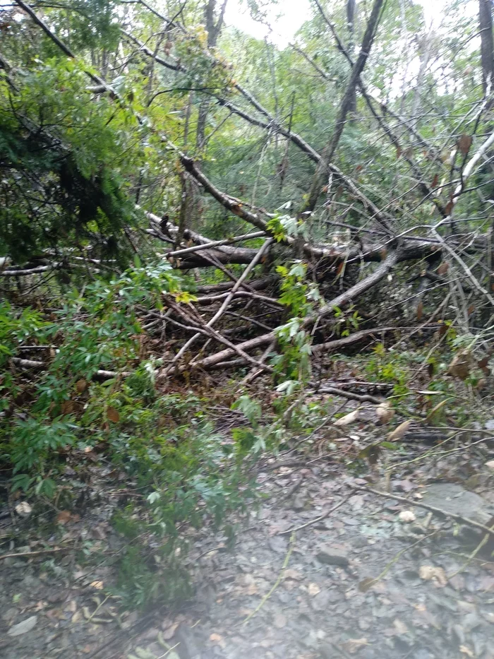 Consequences of the typhoon - My, Primorsky Krai, Longpost, Nature, Typhoon, Forest