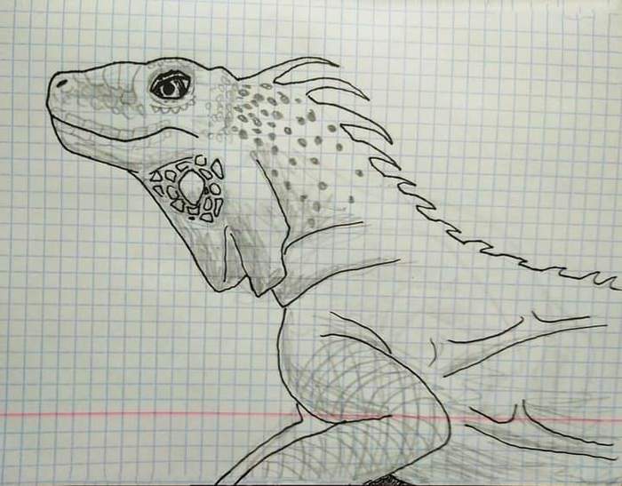 My drawings - My, Drawing, Art, Animals, Reptiles, Monitor lizard, Iguana, Alligator, Gecko, , Graphics, Pencil drawing, Liner, Nature, Eagle, Longpost