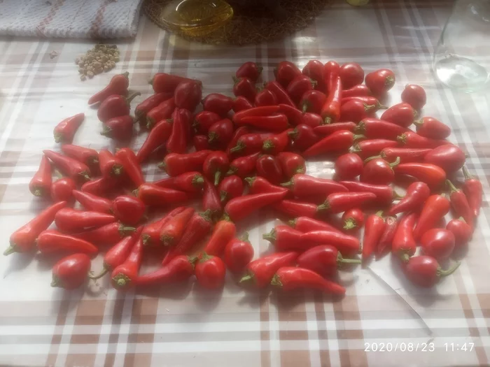 My harvest. Fermentation - Harvest, Longpost, Fermentation, My, Pepper, Spicy