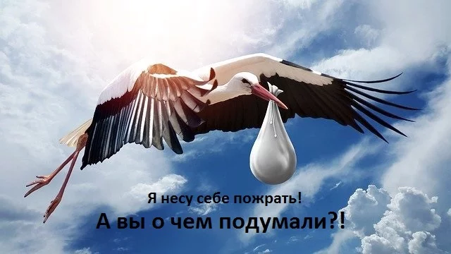 Ответ на пост «Аист» - Моё, Аист, Николай Дроздов, Мемы, Картинки, Картинка с текстом, Ответ на пост