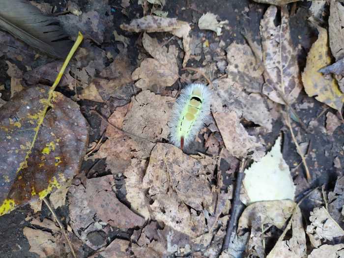 What kind of caterpillar? - My, Caterpillar, Question, Help