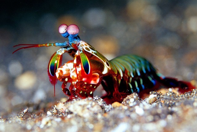 The most powerful animal in the world - mantis shrimp, Animals, Informative, Video, Longpost