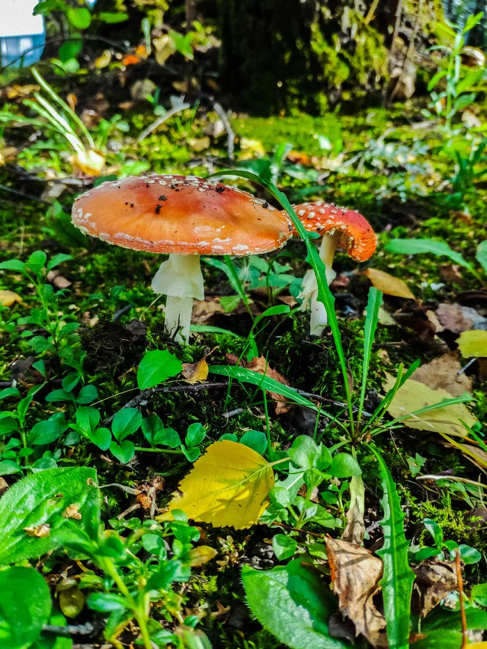 Fall favorites - My, Mobile photography, Fly agaric, Longpost