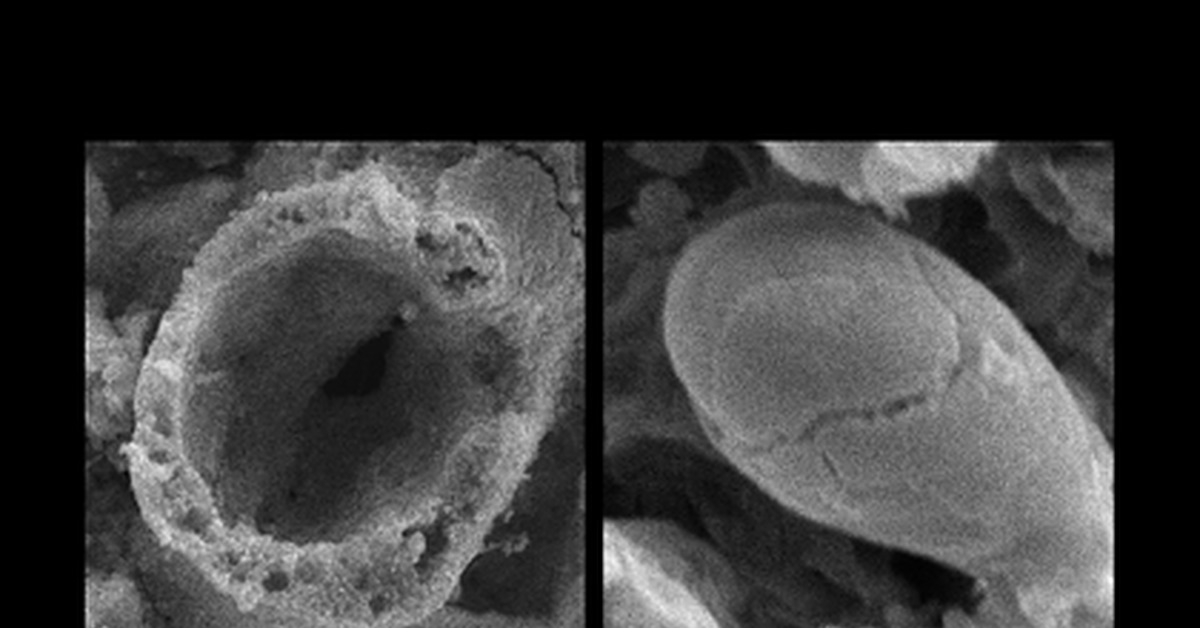 Покажи доказательства. Следы жизни на метеоритах. Празинофициевые. Metallosphaera Sedula. Занесение жизни из космоса.