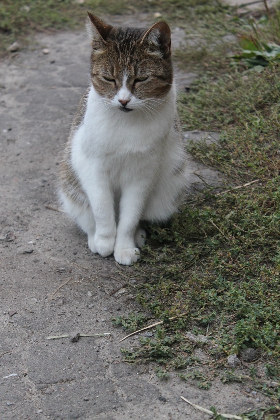 Жизнь домашнего приюта Котоленд 249 - Моё, Кот, Приют, Липецк, Приют Котоленд, Доброта, Помощь, В добрые руки, Длиннопост