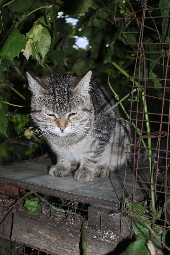 Жизнь домашнего приюта Котоленд 249 - Моё, Кот, Приют, Липецк, Приют Котоленд, Доброта, Помощь, В добрые руки, Длиннопост