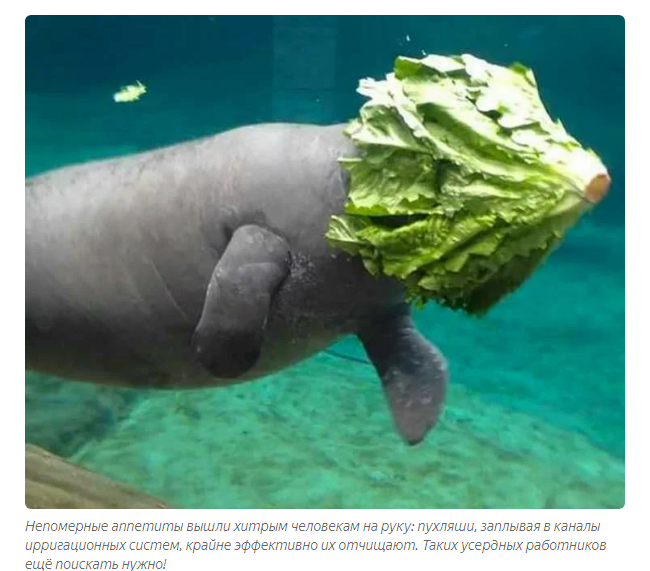 Manatee: 500 kg of cuteness and safety. How do sea cows live? - Manatee, Animals, Yandex Zen, Longpost