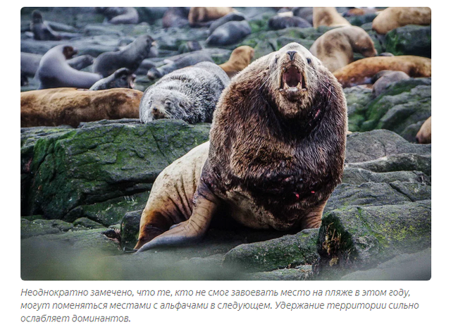 Sea lion: Incomprehensible Kamchatka. Huge sea lions steal fish, fight on the shore and this is the norm! - Sea lions, Animal book, Yandex Zen, Animals, Longpost