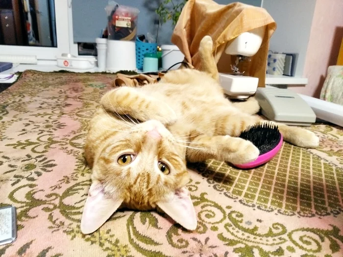 Ой, мой хороший мальчик покакал, какой молодец! - Моё, Кот, Фотография, Животные, Длиннопост