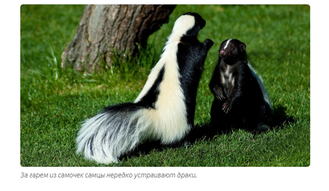 Skunk: Legendary stink. What is tailed artillery really capable of? - Skunk, Animal book, Yandex Zen, GIF, Longpost, Animals