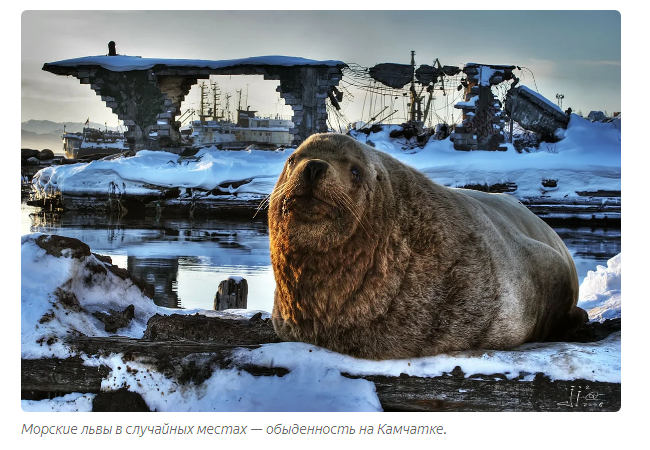 Sea lion: Incomprehensible Kamchatka. Huge sea lions steal fish, fight on the shore and this is the norm! - Sea lions, Animal book, Yandex Zen, Animals, Longpost