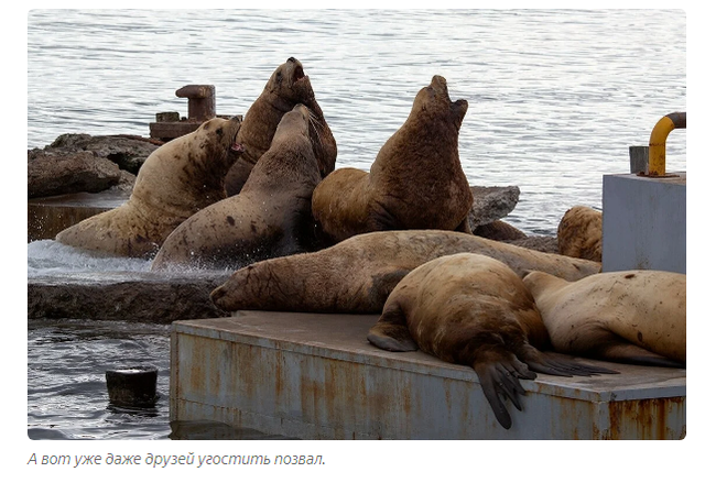 Sea lion: Incomprehensible Kamchatka. Huge sea lions steal fish, fight on the shore and this is the norm! - Sea lions, Animal book, Yandex Zen, Animals, Longpost