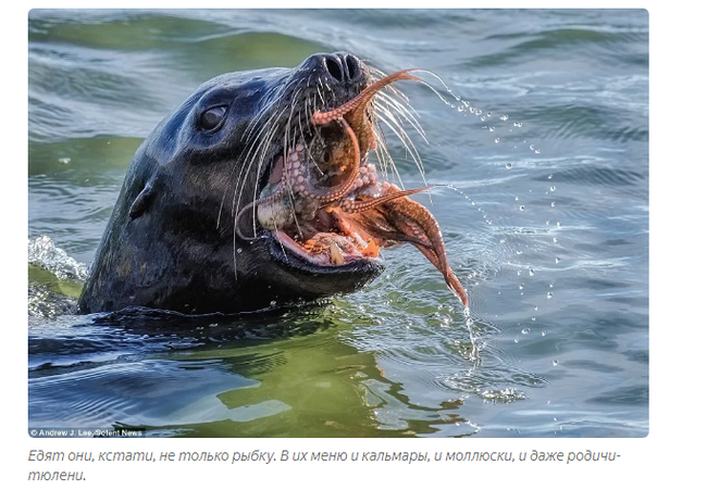 Sea lion: Incomprehensible Kamchatka. Huge sea lions steal fish, fight on the shore and this is the norm! - Sea lions, Animal book, Yandex Zen, Animals, Longpost