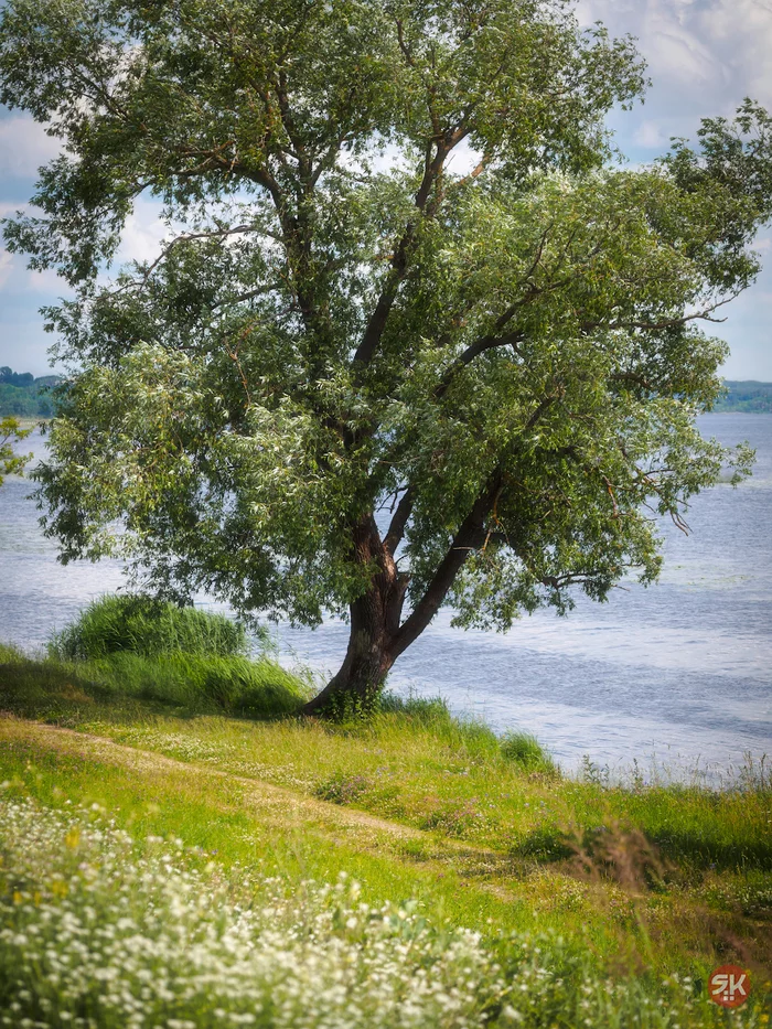 Memories of Summer - My, The photo, Volga river, Tree, Summer