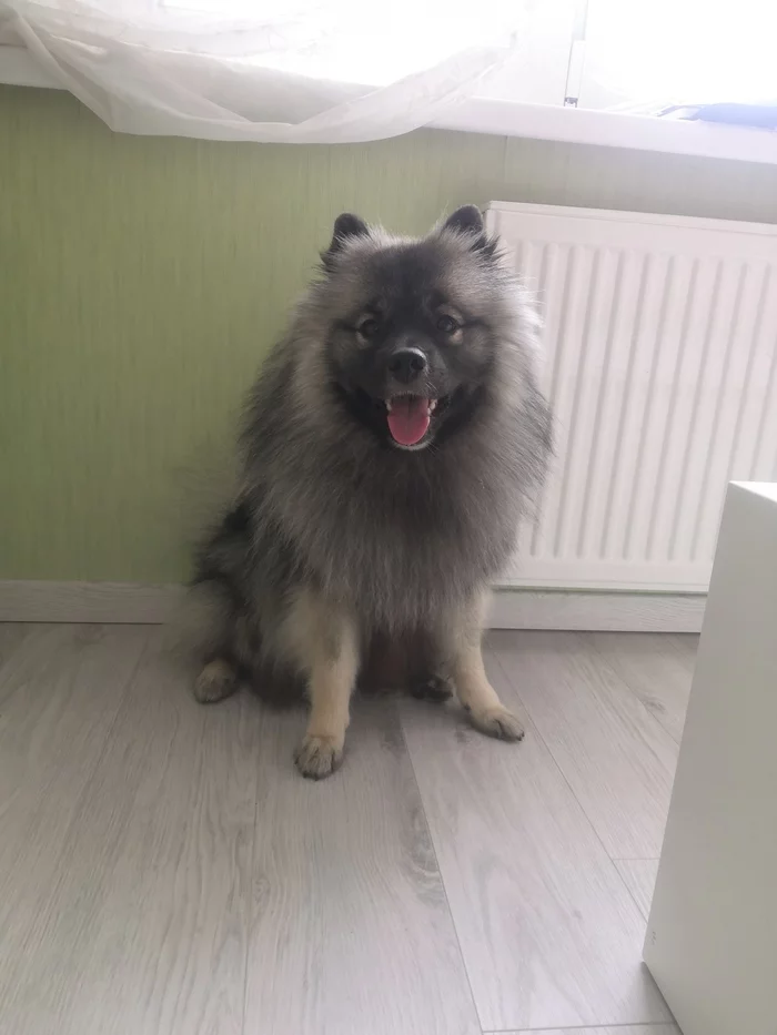 Dog coming of age - My, Keeshond, Spitz, Dog, Milota, Video, Longpost